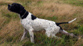Pedigree I'XO DE LA VALLEE DES PICTONS Pedigree I'XO DE LA VALLEE DES PICTONS